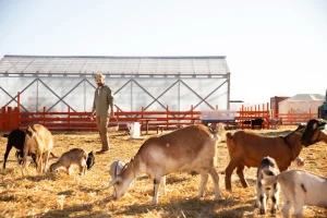 Goat Farming in India
