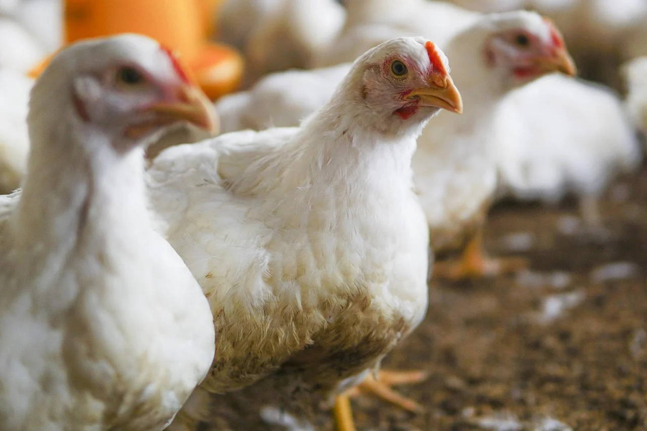 Poultry Farming