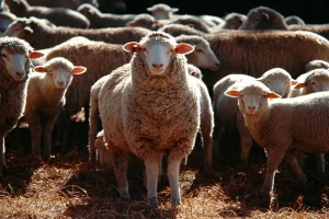 Sheep farming