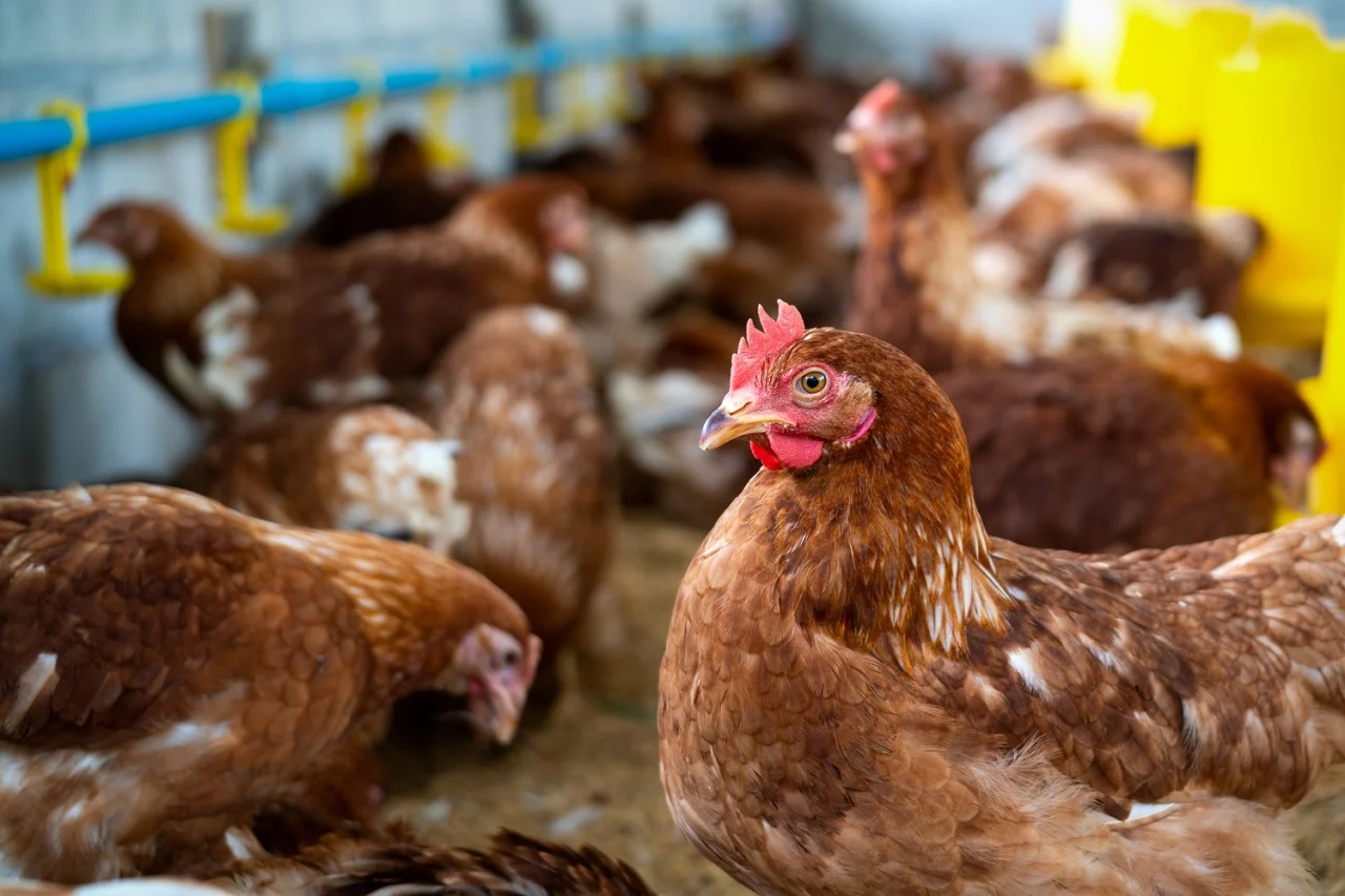 Benefits of Poultry Farming