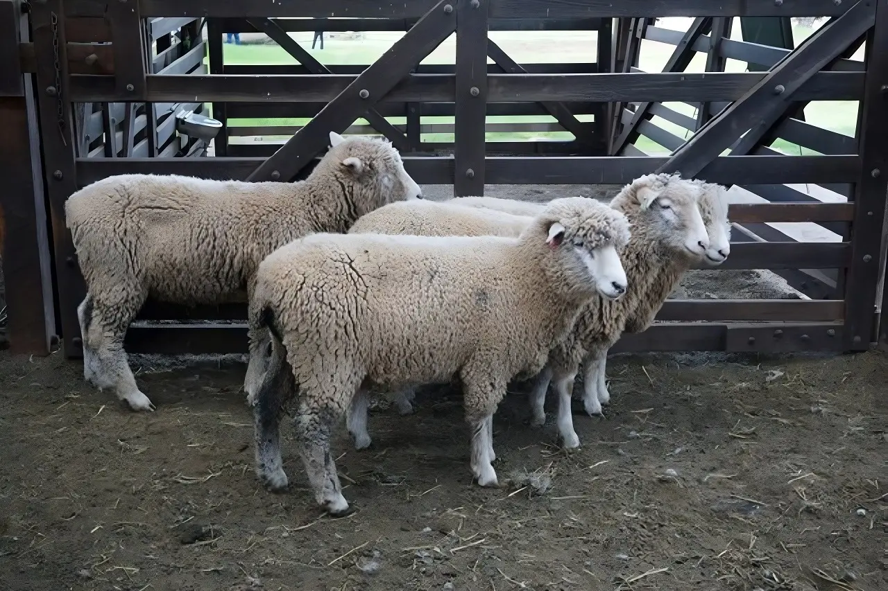 Sheep Farming in Bangalore