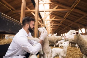 Livestock Farming