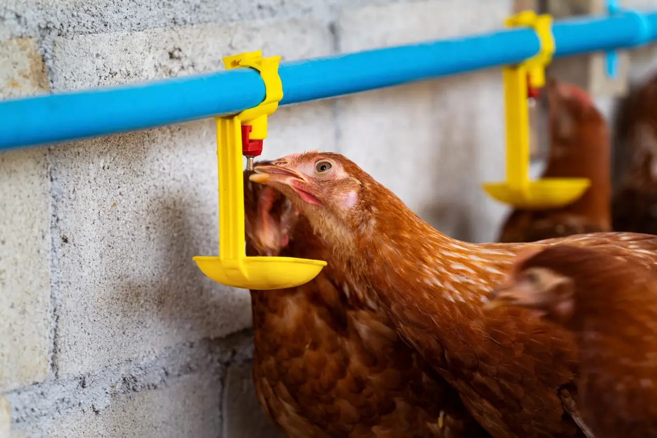 Poultry Farm Hygiene