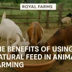 natural feed in animal farming