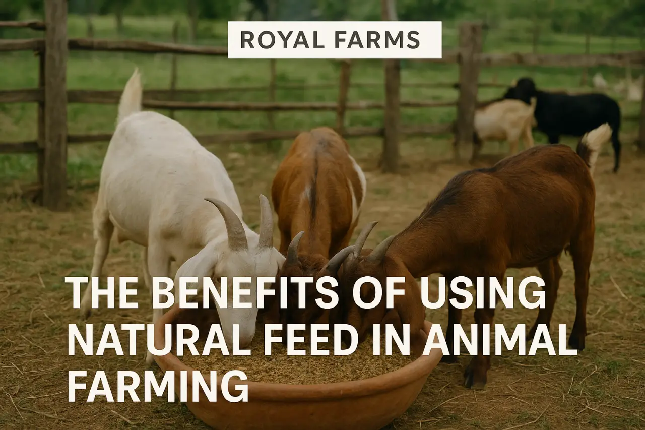 natural feed in animal farming