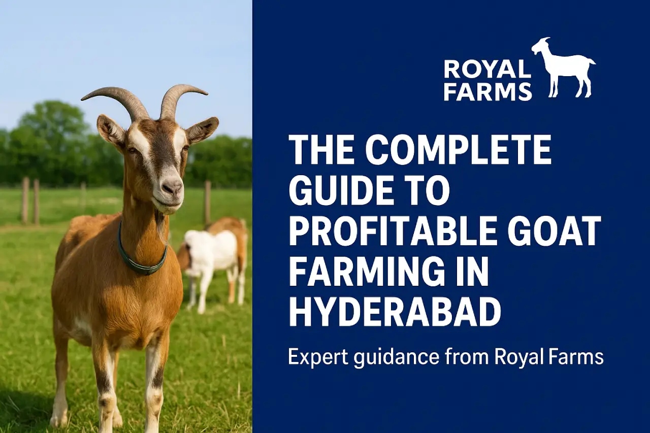 Goat Farming in Hyderabad
