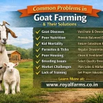 Common Problems in Goat Farming and Their Solutions