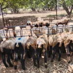 Future Trends in Indian Livestock Farming