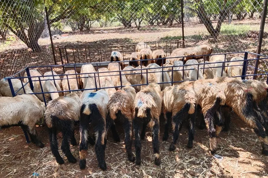 Future Trends in Indian Livestock Farming