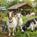 organic-goat-farming-india