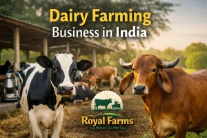 Dairy Farming Business in India