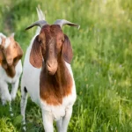 Goat Farming