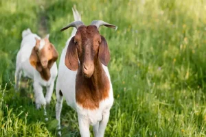 Goat Farming