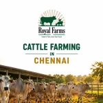 Cattle Farming in Chennai