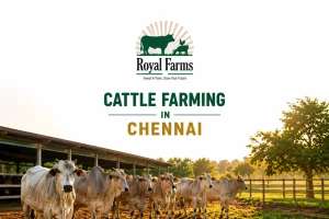 Cattle Farming in Chennai