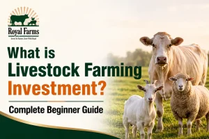 Livestock farming investment