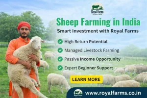Sheep Farming