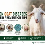 Common goat diseases