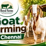 Goat Farming in Chennai