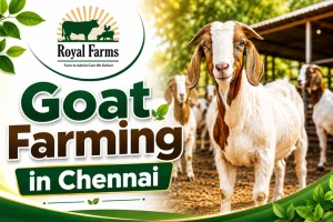Goat Farming in Chennai