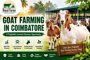 Goat Farming in Coimbatore