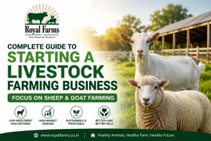 Livestock Farming