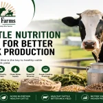 Cattle Nutrition Tips