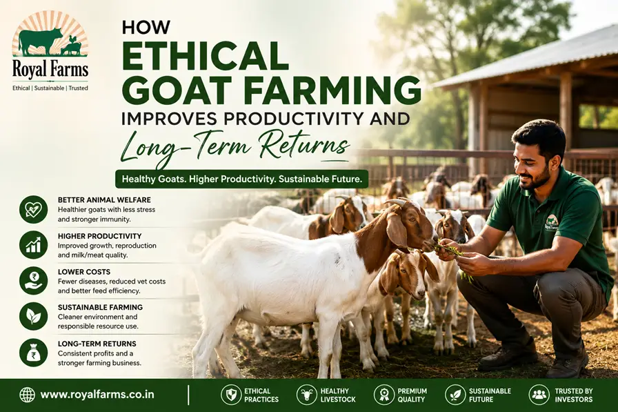 Ethical Goat Farming Guide