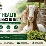 Goat Health Problems