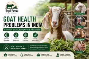 Goat Health Problems