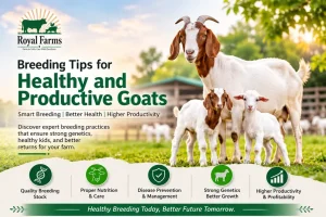 Breeding Tips for Healthy and Productive Goats