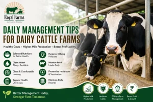 Daily Management Tips for Dairy Cattle Farms