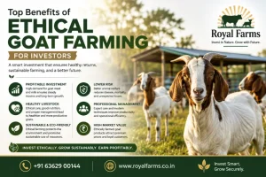 Ethical Goat Farming Benefits