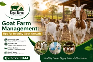 Goat Farm Management