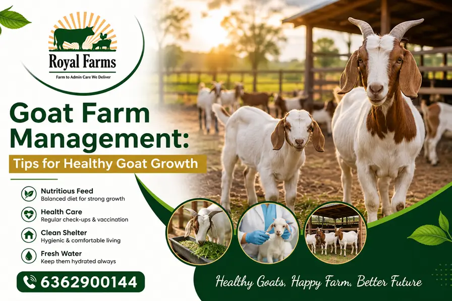 Goat Farm Management