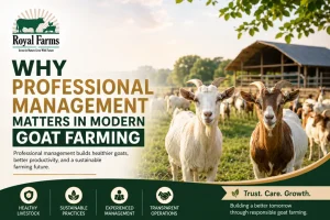 Professional goat farming management