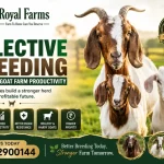 Selective breeding in goat farming