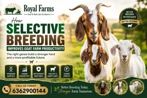 Selective breeding in goat farming