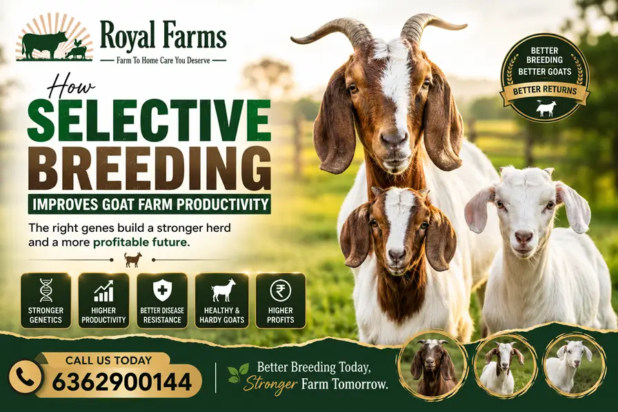 Selective breeding in goat farming