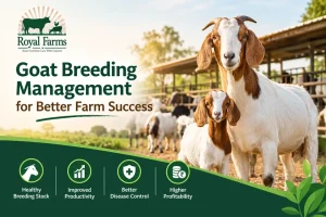 Goat Breeding Management