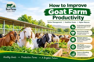 Goat Farm Productivity