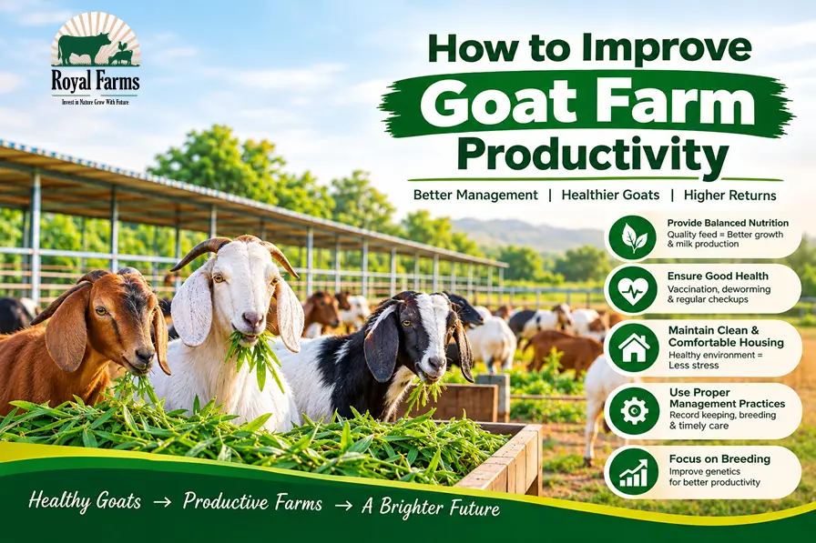 Goat Farm Productivity