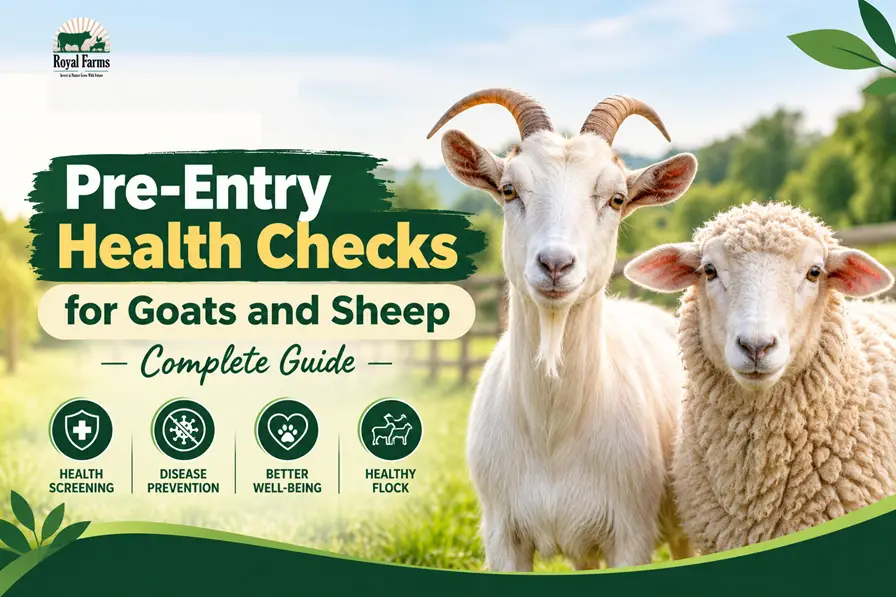 pre-entry health checks for goats and sheep